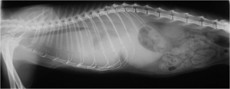 У кошки жидкость в грудной. Гидроторакс у кошки рентген. Гидроторакс на рентгене у животных. Гидроторакс рентген Ветеринария.