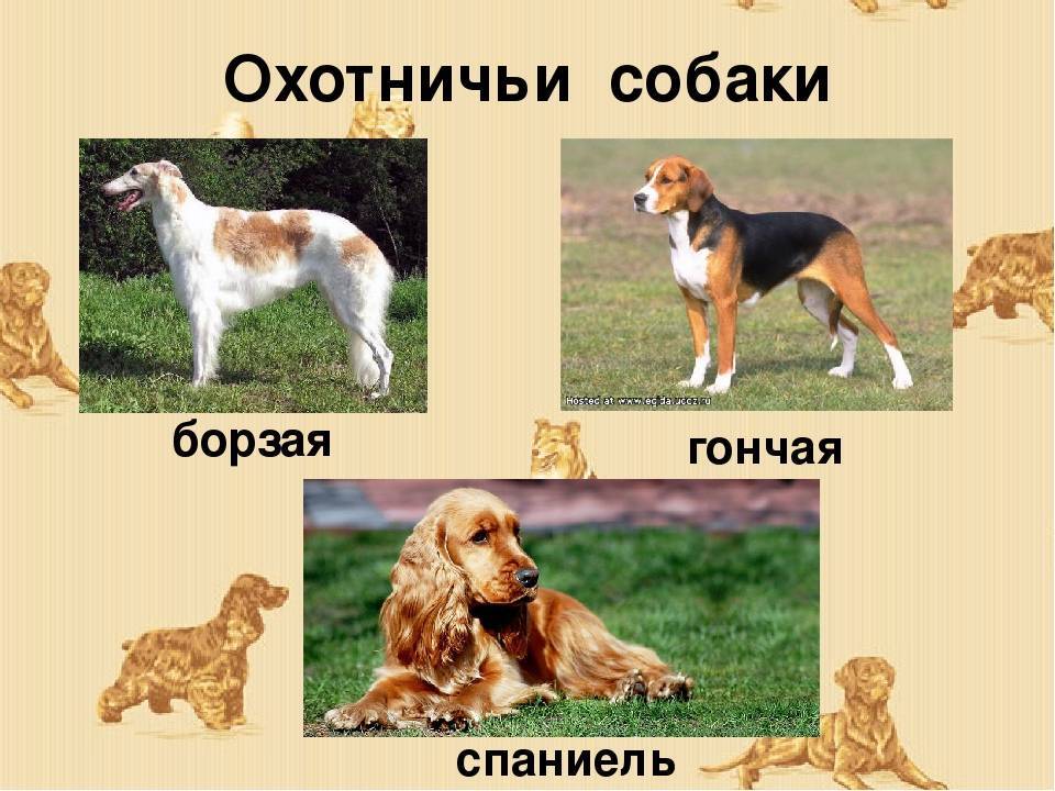 Породы крупных охотничьих собак с фотографиями и названиями