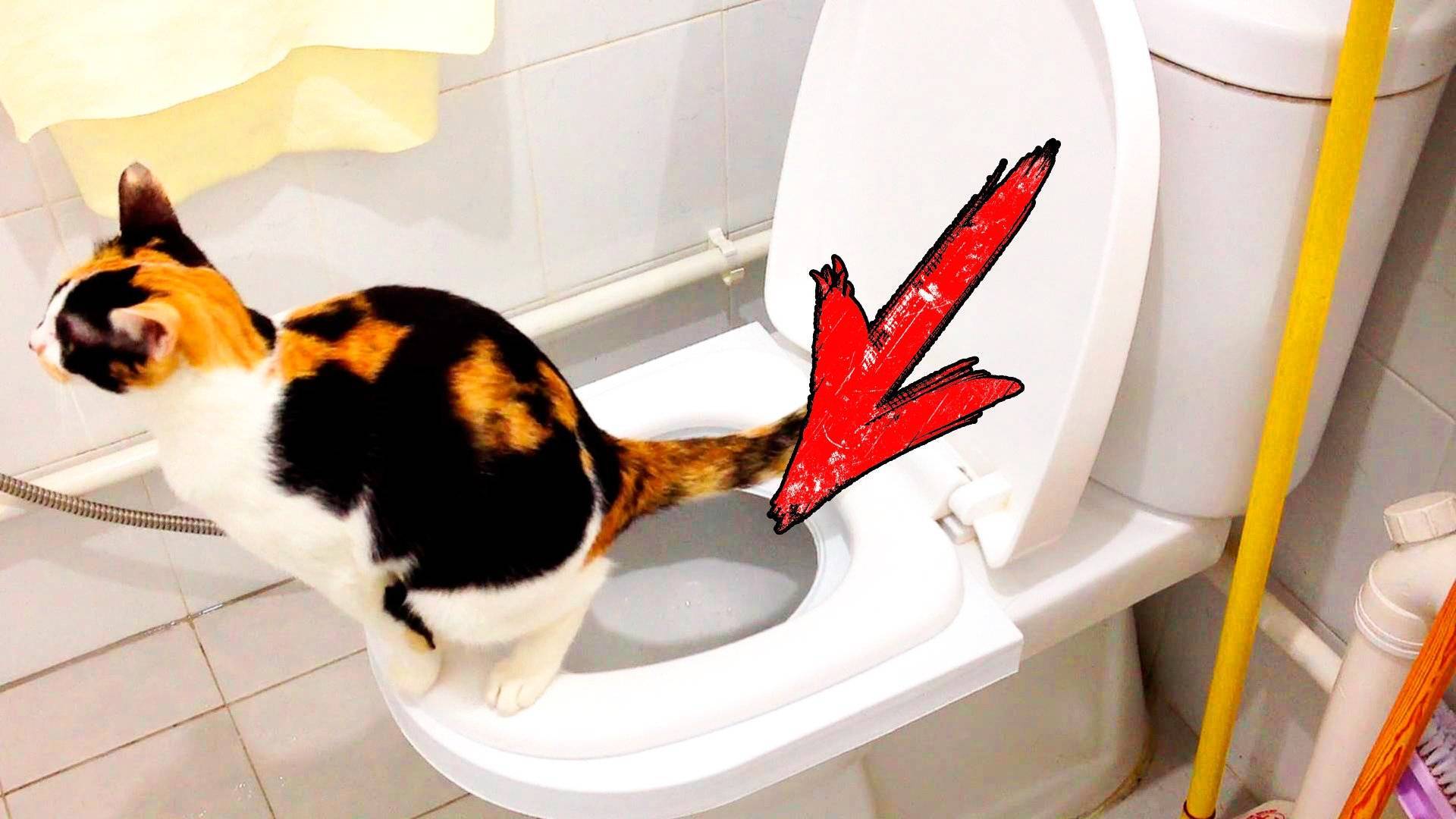 Кот пописал не в лоток. Кот на унитазе. Туалет для кошек. Кот в туалете. Унитаз для кошек.