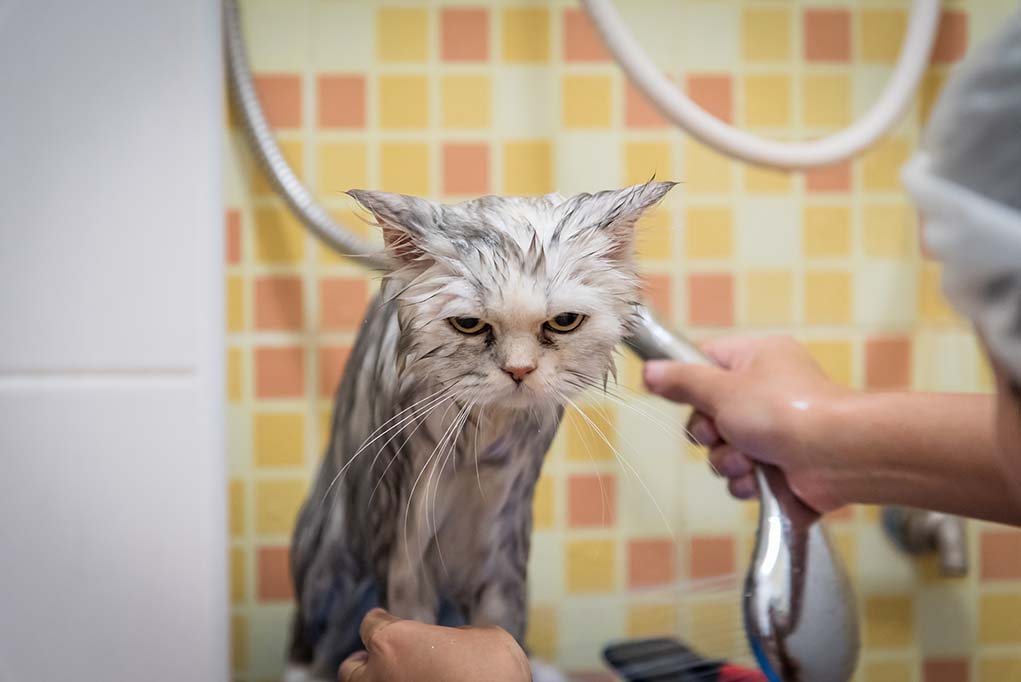 Зачем кошка рвется в ванную комнату, если боится воды - gafki.ru