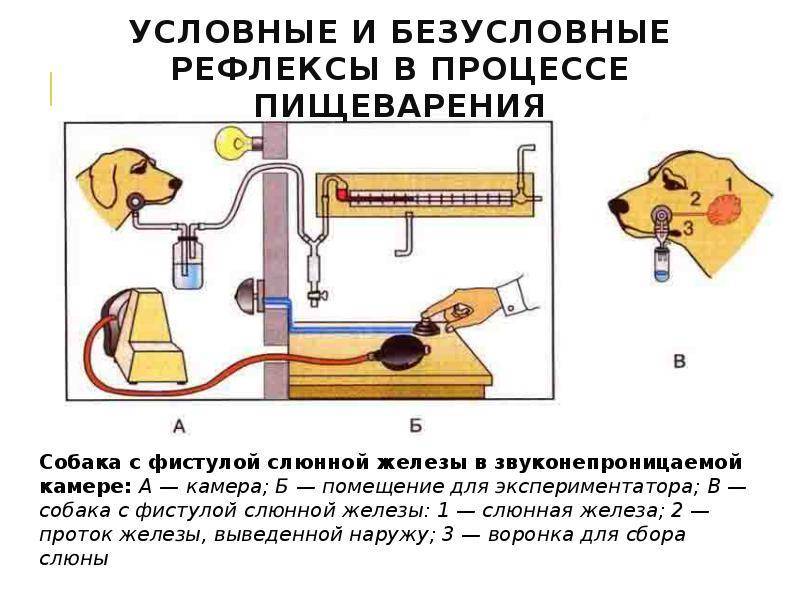 Собака павлова, что это – эффект собачки