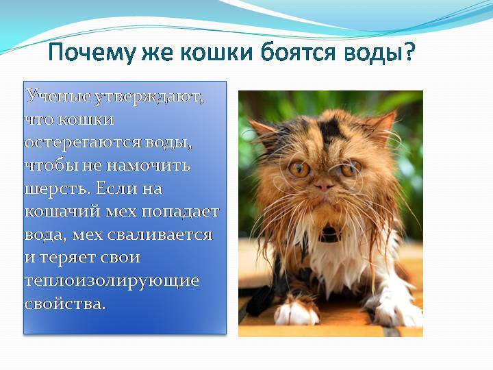 Народные приметы и суеверия о кошках. зачем кошки умываются? почему кошка умывается? уход собой, вылизывание кошек, гигиена, социальные инстинкты, стимулирование желез, почему кошка, поведение кошки,