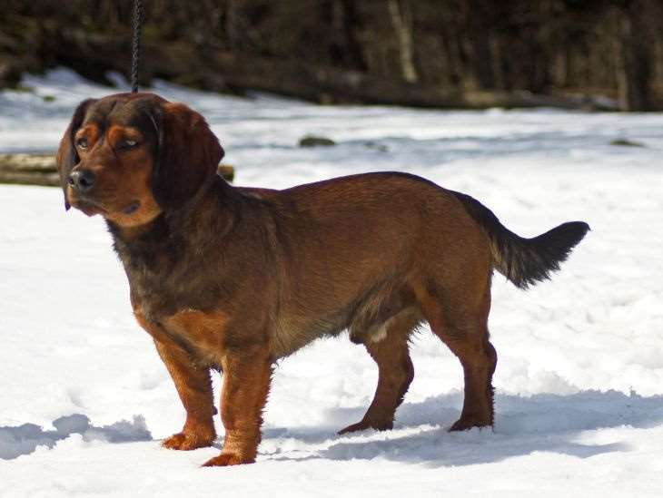 Разновидности гончих собак: крупные, средние и мелкие породы, общие характеристики, родственные породы