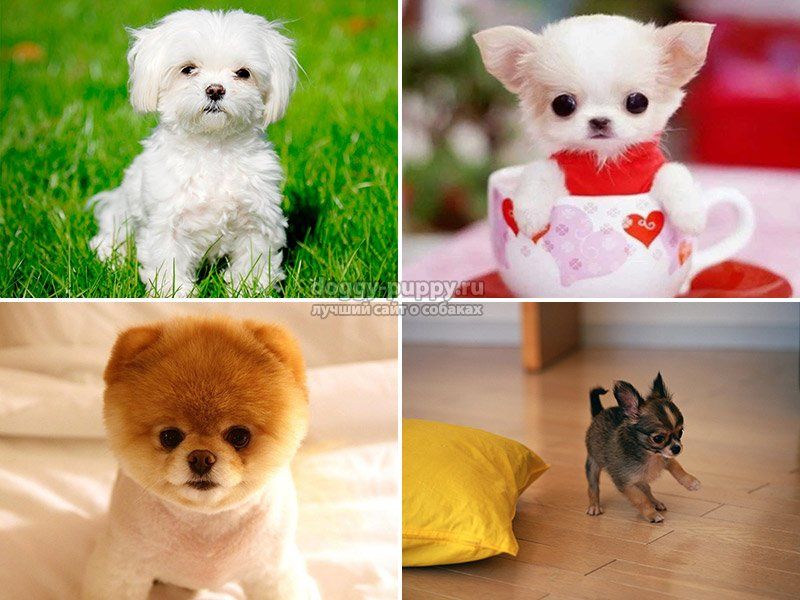 Породы маленьких собак с фотографиями и названиями.