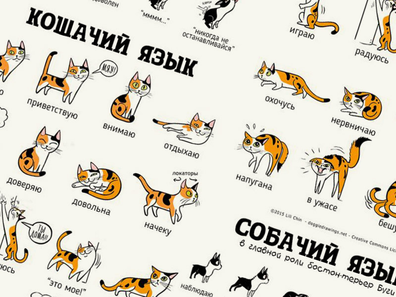 Как переводится кошек. Язык общения кошек. Настроение кошки. Жесты кошек. Язык жестов кошек.