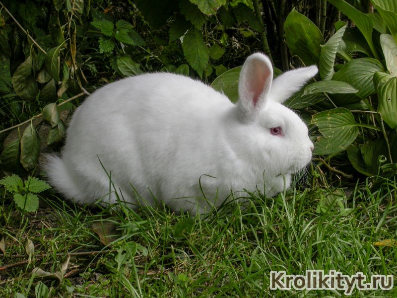 Новозеландский кролик: характеристика породы белых кроликов