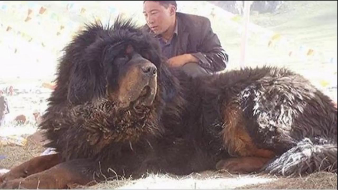 Тибетский мастиф – не только самая дорогая собака, но и обладатель других рекордов