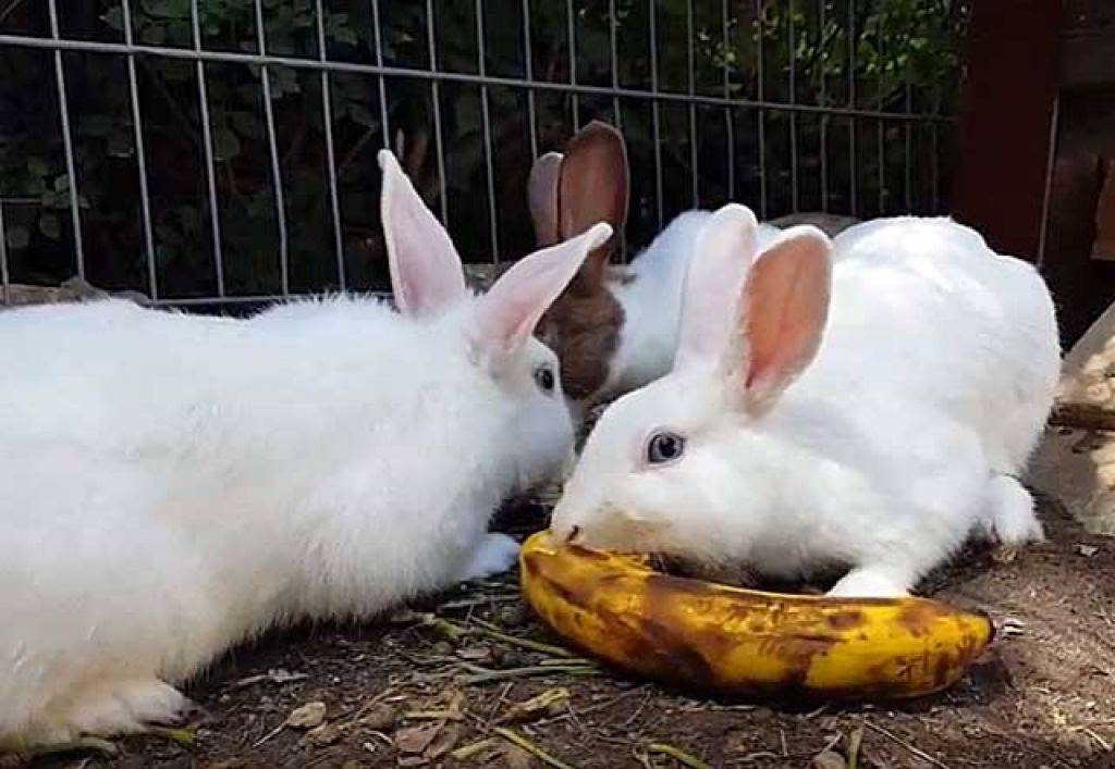 Можно ли кроликам бананы и банановую кожуру: польза или вред, особенности кормления