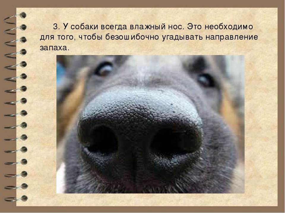 Почему сухой нос у собаки: причины, что делать, как лечить - zoosecrets