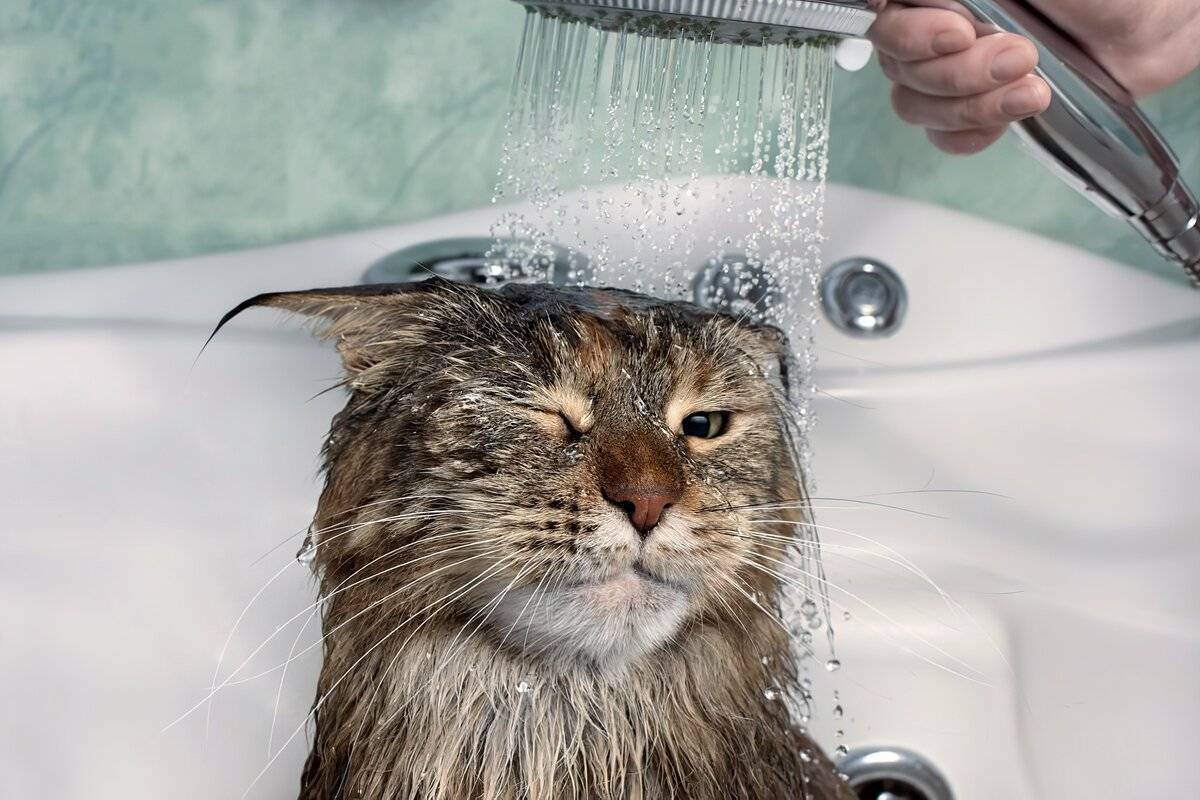Как помыть кота, если он боится воды и царапается, как купать котенка в первый раз, почему кошки не любят воду, как часто их можно мыть