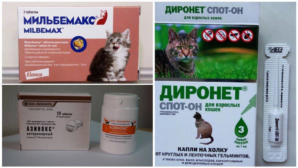 Описторхоз у кошек и котов