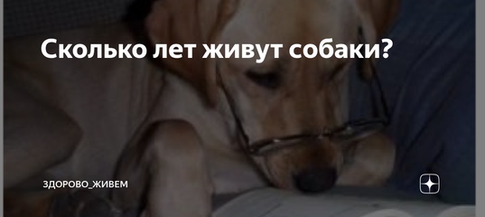 Сколько живут собаки
