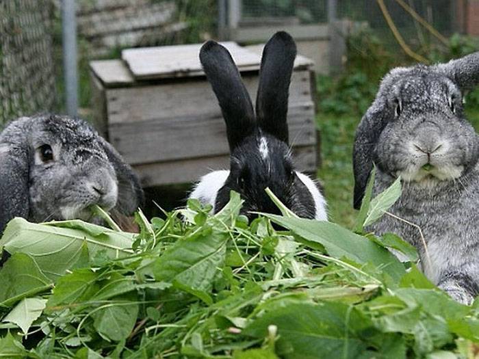 Как запарить горох для кроликов