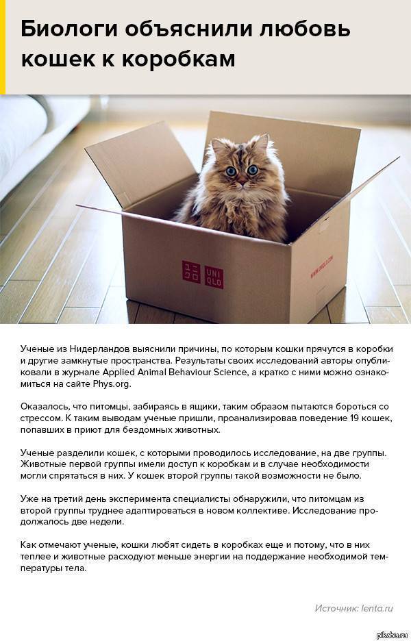Кот в коробке — ещё одна кошачья загадка
