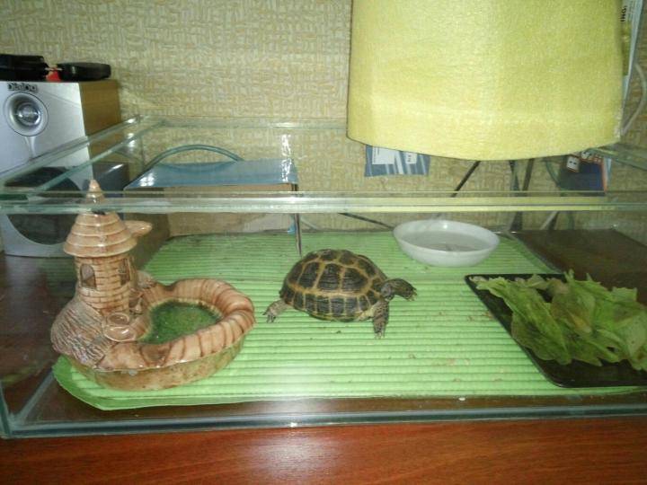 Что едят сухопутные черепахи в домашних условиях? чем кормить в домашних условиях сухопутную черепаху