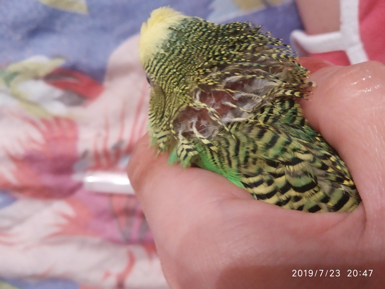 Воспаление зоба у попугаев (волнистых, кореллы): симптомы и лечение