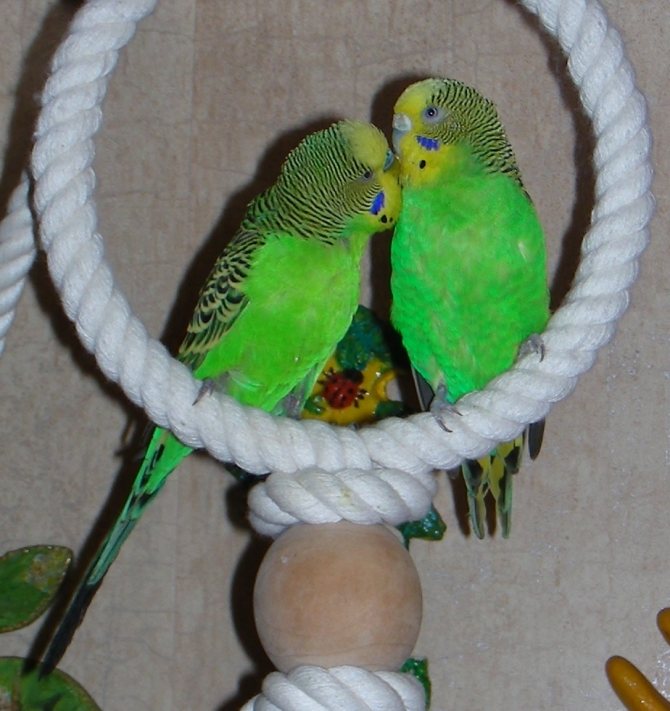Отношения между попугаями и как правильно подобрать для попугая пару - ответы и советы на