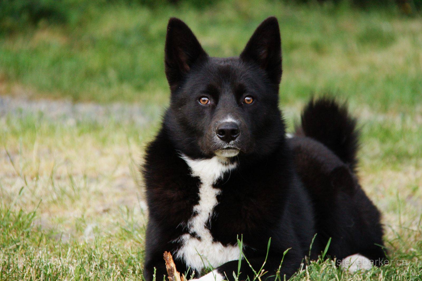Карельская медвежья собака: фото, описание породы, характера