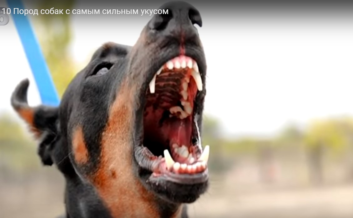 У какой породы собаки самый сильный укус — топ питомцев с мощными челюстями