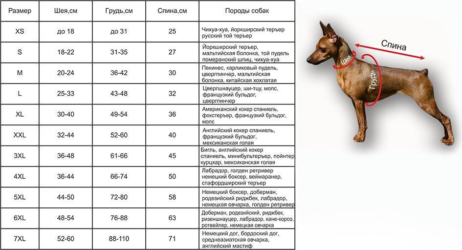 До скольки лет может расти грудь у девушек?