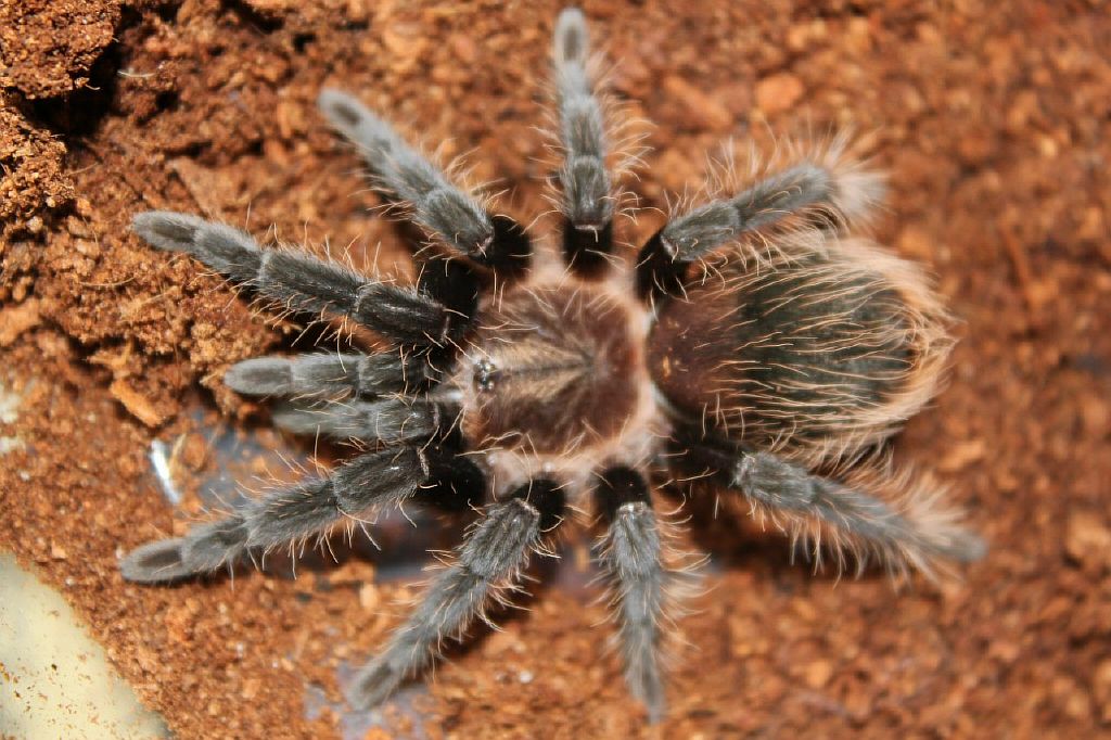 Brachypelma albopilosum содержание дома, брахипельма альбопилозум кормление brachypelma albopilosum, разведение brachypelma albopilosum