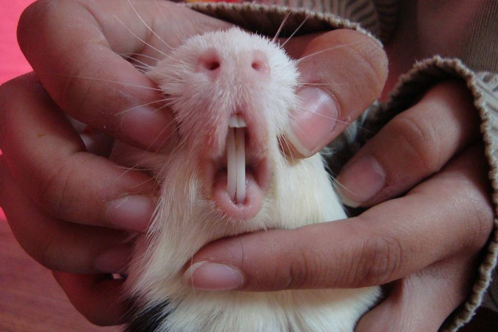 Причины, почему крыса стучит, щелкает и скрипит зубами, что делать