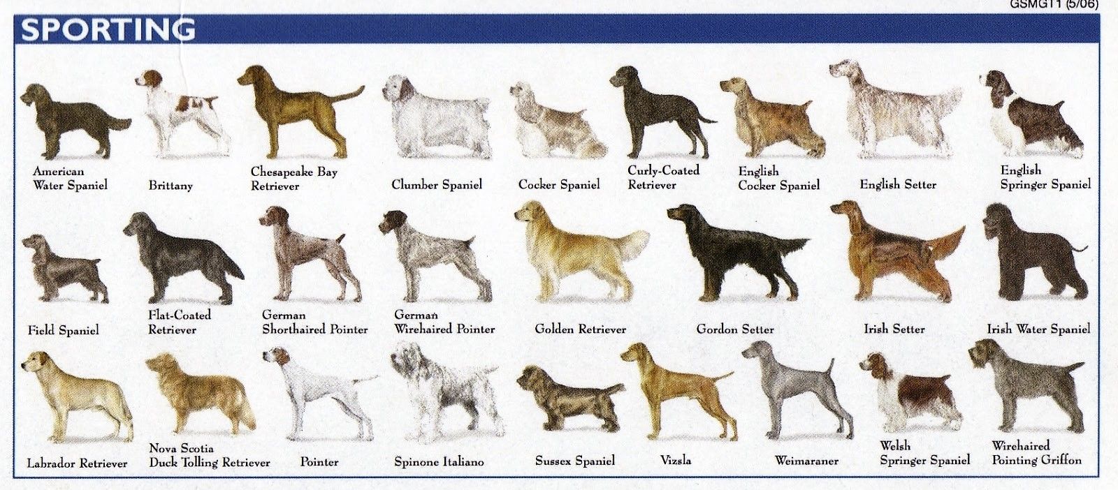 Напиши породу собак. Породы собак названия. Средняя порода собак. Парди собак с фотографиями. Породы собак картинки с названиями.