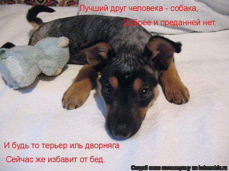 Собака кидается на хозяина – причины, что делать