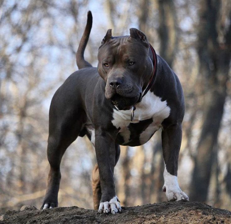 Порода собак питбуль (55 фото): албанский чистокровный, карликовый мускулистый, миниатюрный серый, описание, видео