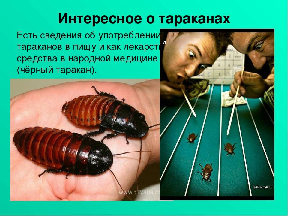 О жизни мадагаскарских шипящих тараканов и их содержании в домашних условиях