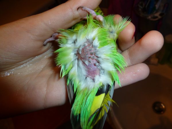Запор у волнистого попугая: причины, симптомы, лечение