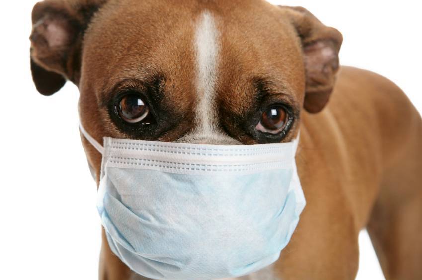 Распространенные болезни собак и их симптомы: кожные, паразитарные и инфекционные заболевания собак, нарушения внутренних органов, заразные болезни