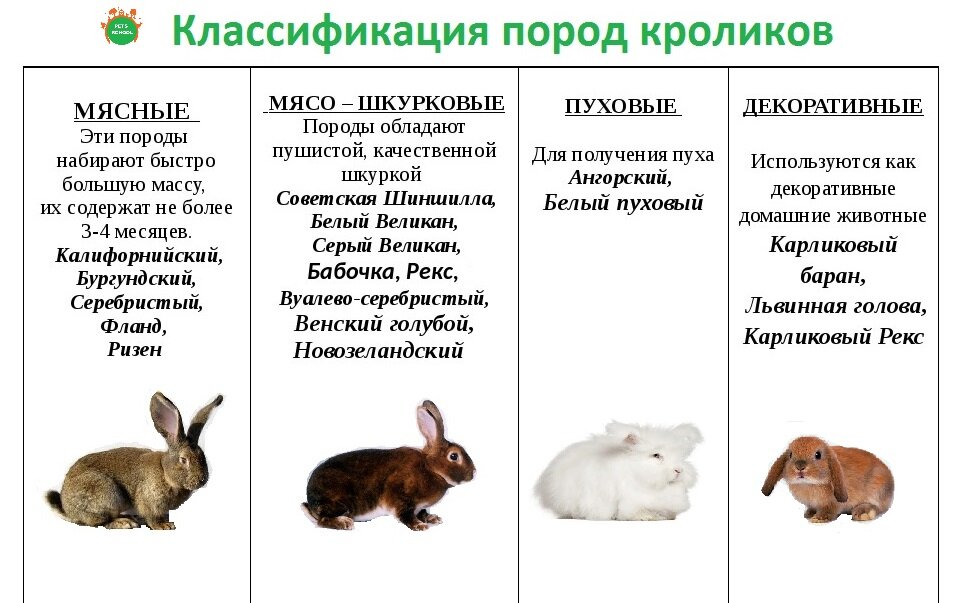 Породы кроликов: особенности и типичные характеристики видов