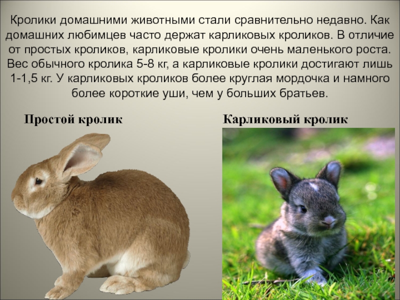 Голландский вислоухий кролик, декоративной породы | мир домашних животных