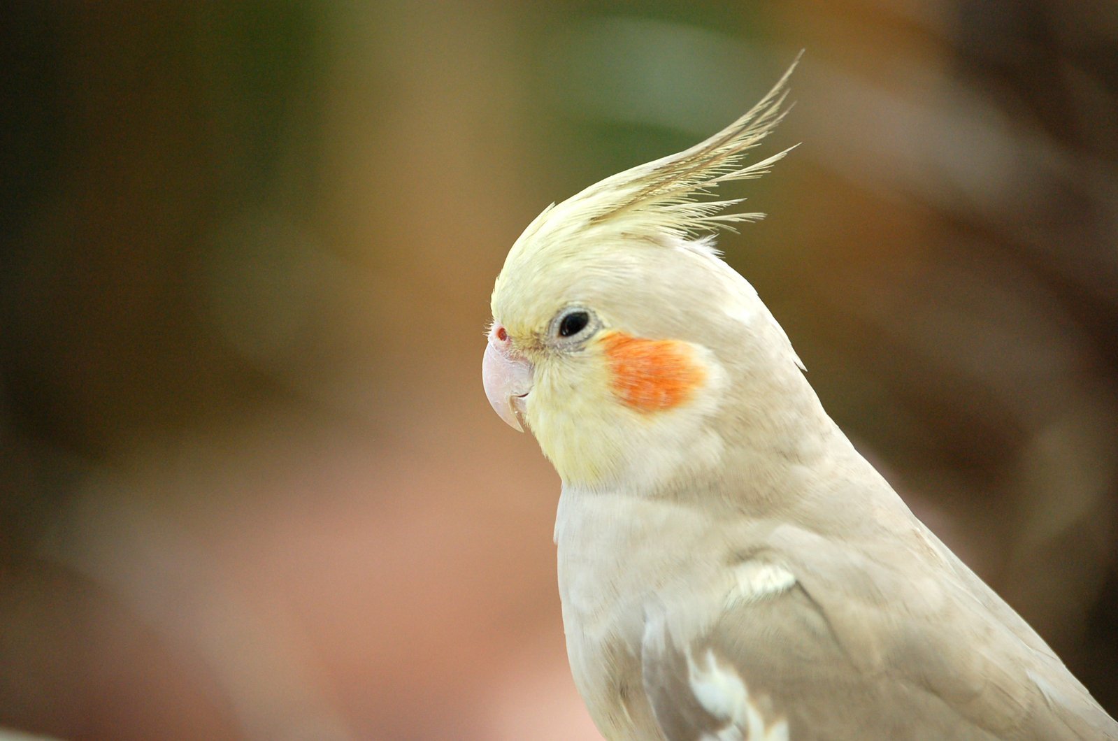 Computer Wallpaper Parrot Cockatiel