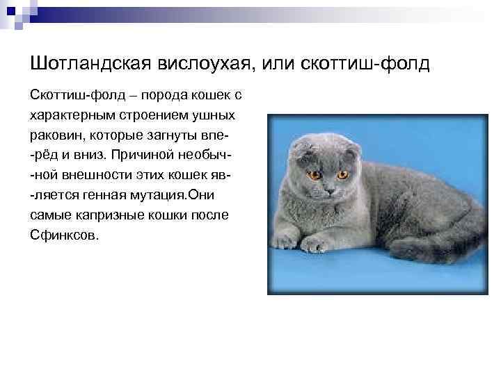 Кот британский вислоухий: фото, питание и уход за британцем котенком