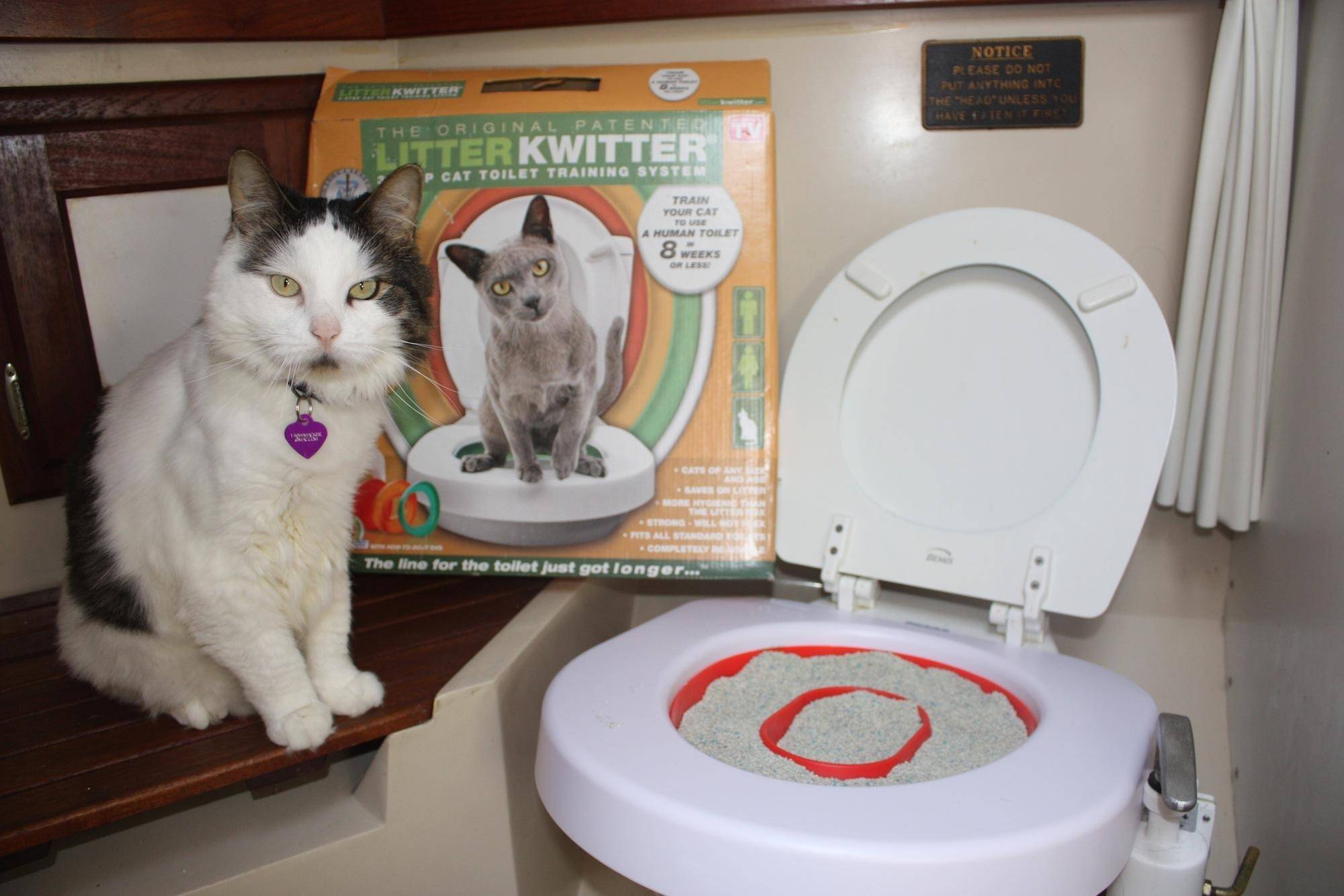 Как приучить кота к унитазу: практические советы и рекомендации заводчиков, как научить кота ходить в туалет после лотка