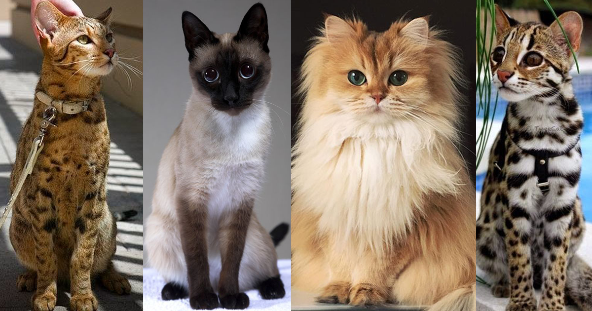 Фото самых домашних пород кошек, описание с фотографиями и названиями