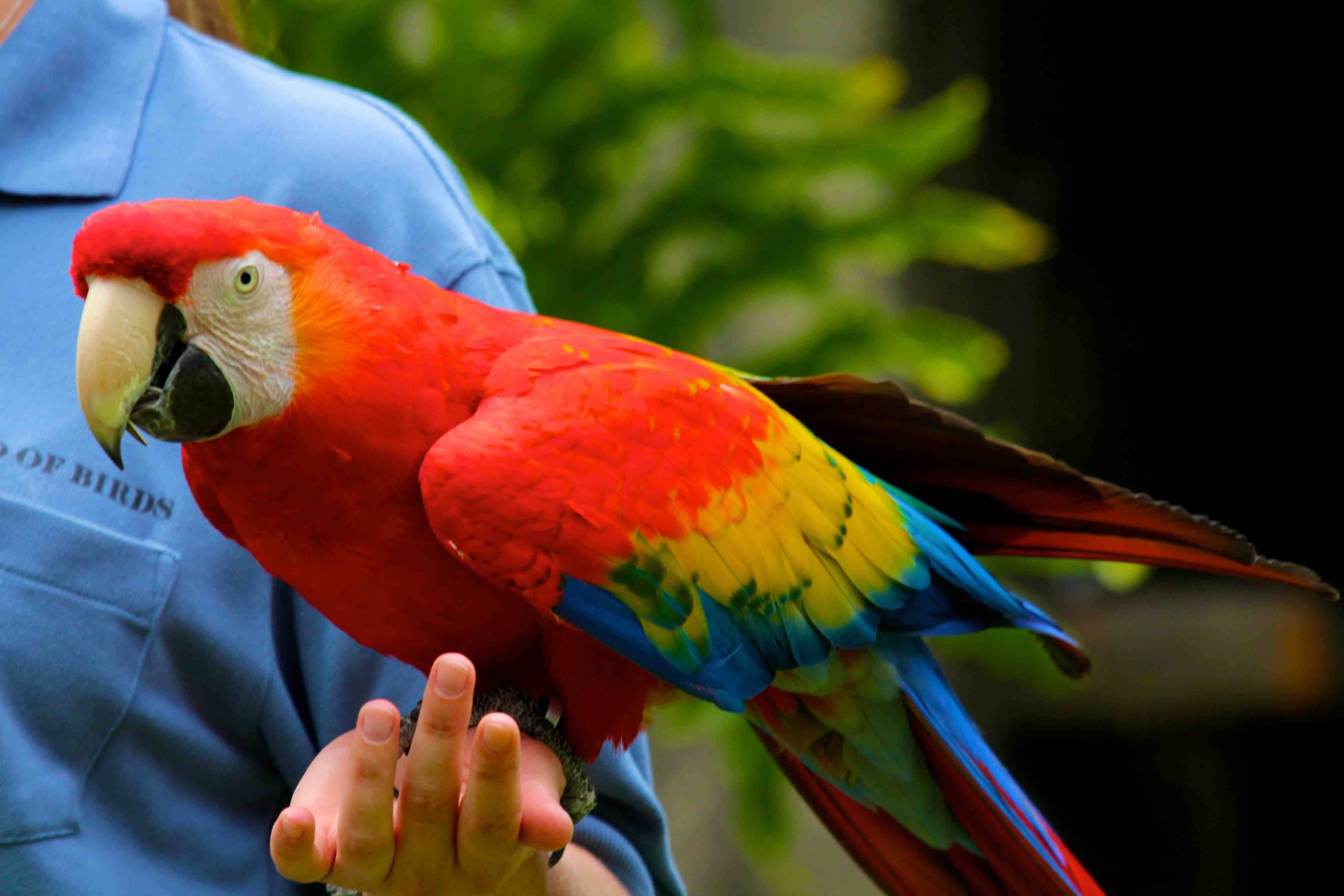 10 видов самых крупных попугаев - удивительный мир животных