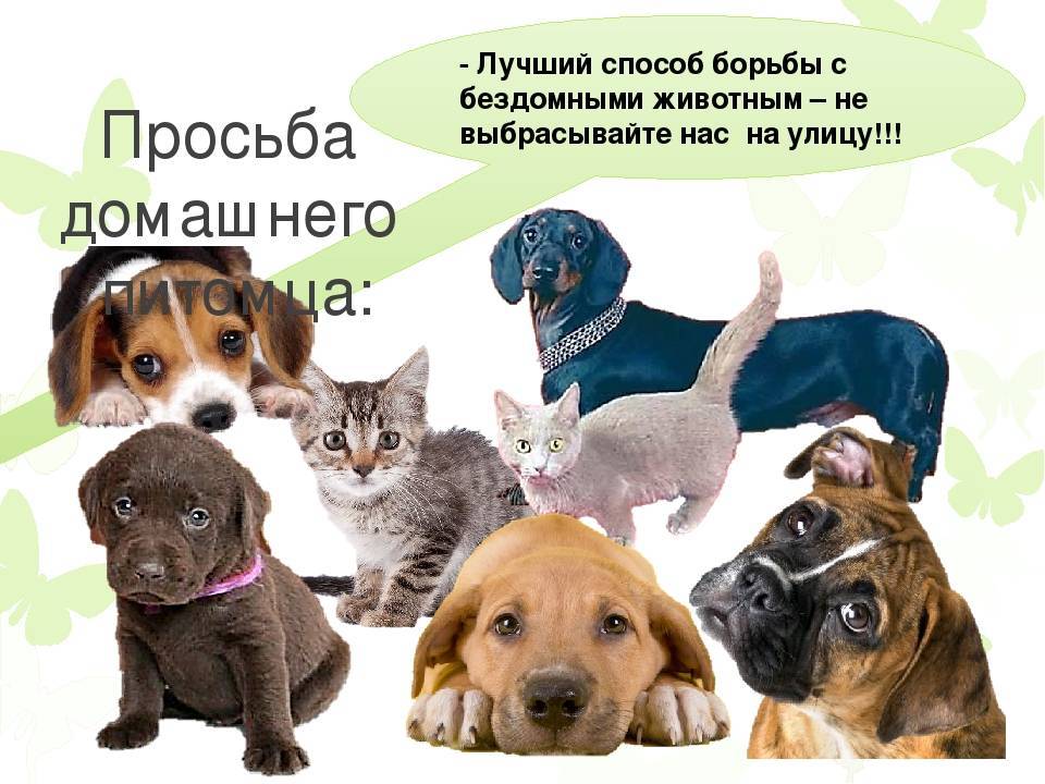 Лучший друг человека: 28 псов-хулиганов, которые не любят оставаться дома одни