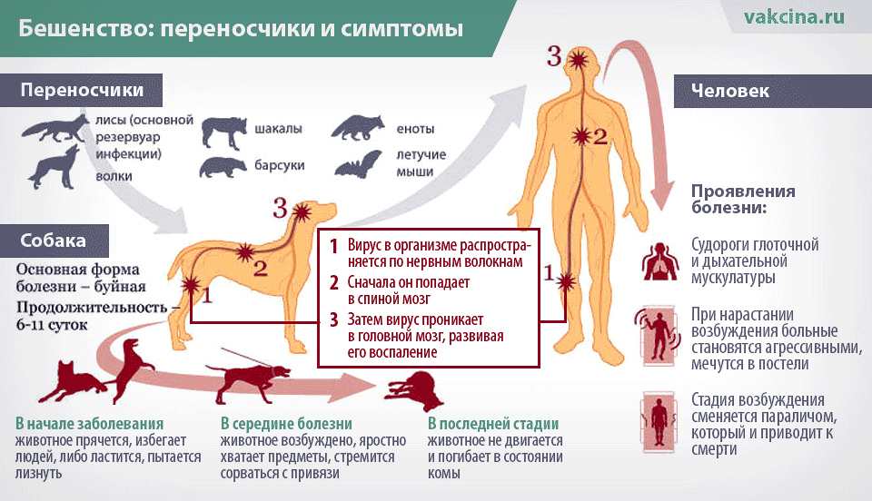 Бешенство у человека: симптомы, лечение и профилактика — государственное бюджетное учреждение здравоохранения республики крым бахчисарайская црб