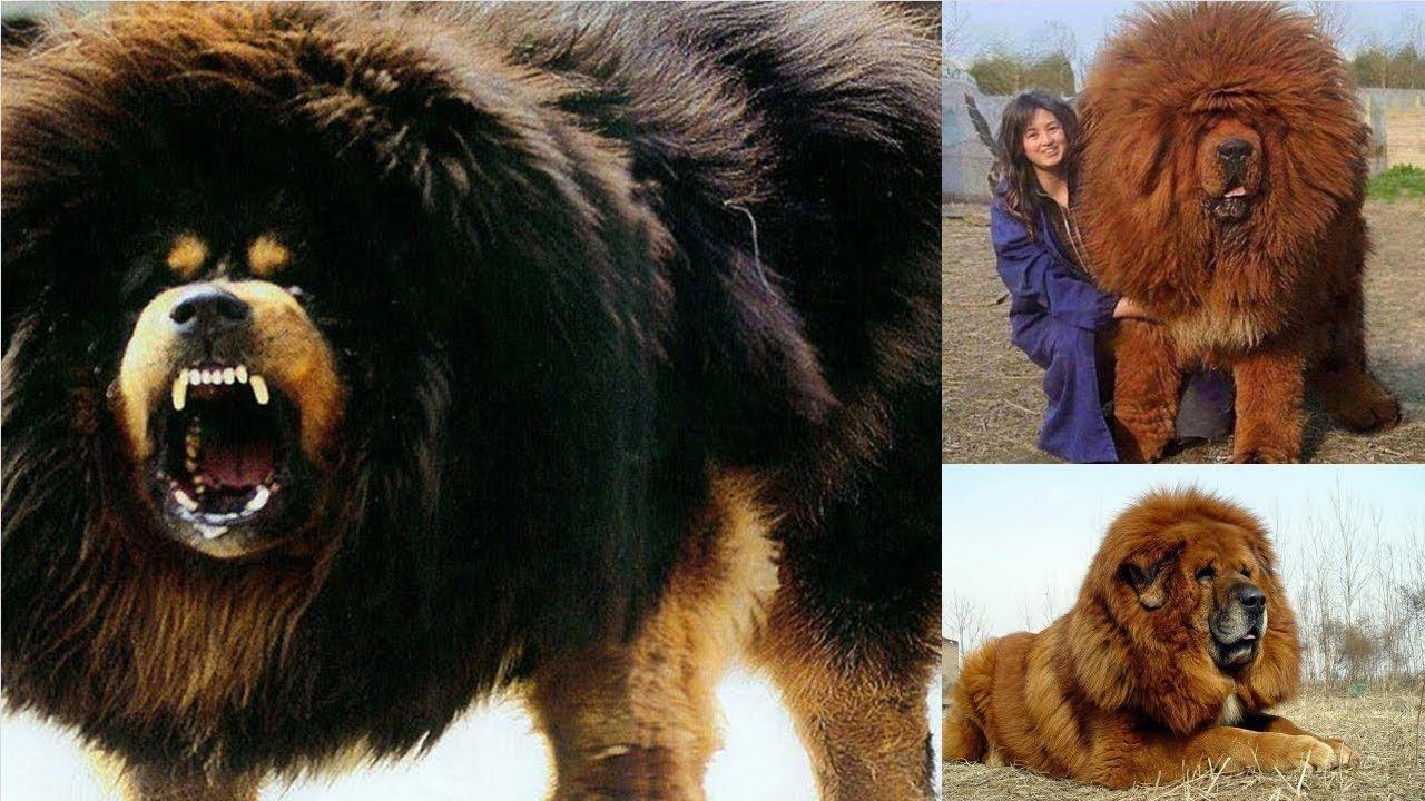 ᐉ тибетский мастиф - самая большая собака в мире, весящая до 112 кг, история породы и фото - zoovet24.ru