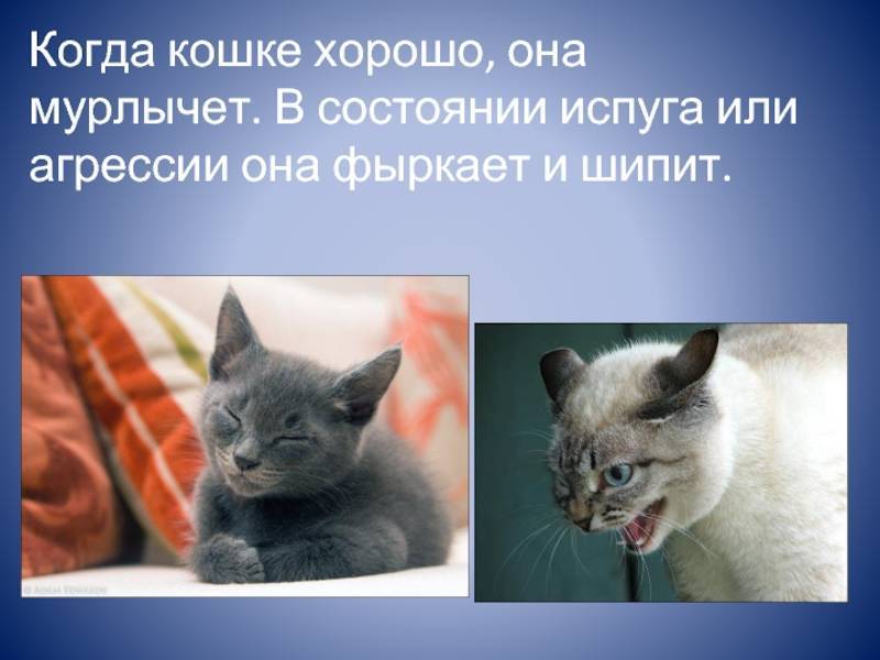 Мурлыканье кошки: что значит, когда кошка мурчит?