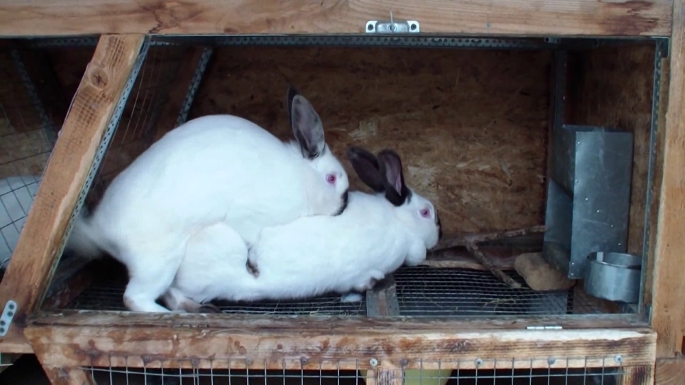 Спаривание кроликов в домашних условиях для начинающих