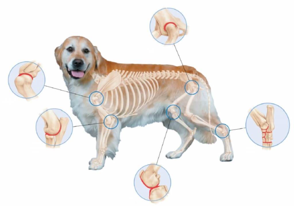 суставы собаки
