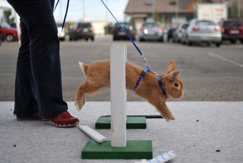 Как дрессировать кролика - wikihow