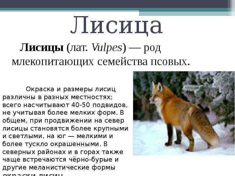 Породы лис: фото и описание, среда обитания - animallist.ru