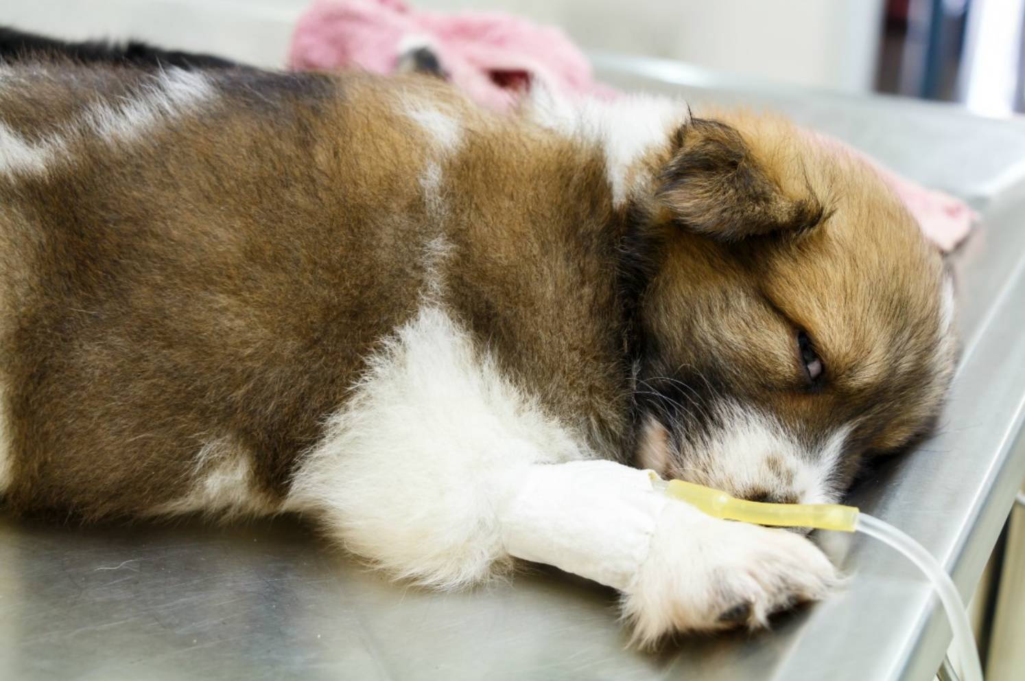 Болезни собак – обзор самых опасных и распространенных болезней собак. советы ветеринаров по лечению (120 фото + видео)