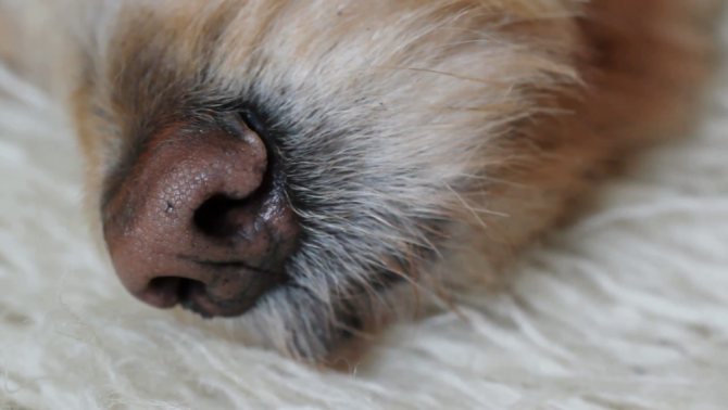 Сопли у собаки: причины насморка и что делать