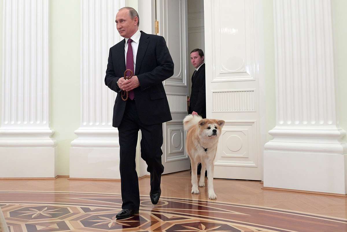 Собаки владимира путина — фото и породы питомцев президента